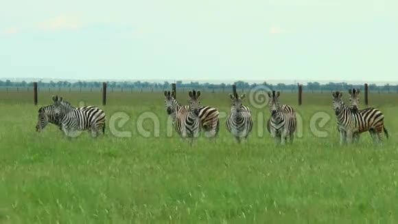八匹斑马在草原上视频的预览图