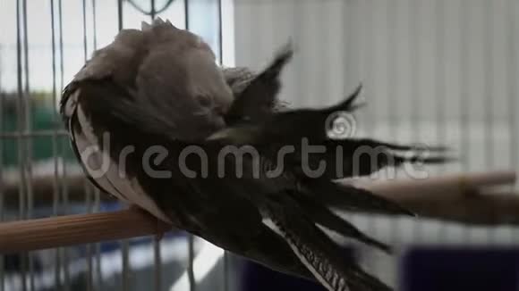 白脸的公鸡在清理他的羽毛和脚视频的预览图
