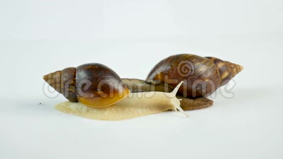 两只蜗牛在白色的背景下蠕动摆动角蜗牛在医学和美容中的应用视频的预览图