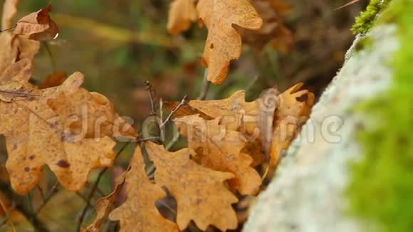 秋天石头上的苔藓视频的预览图