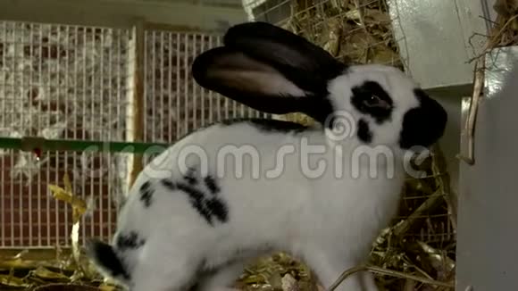 白兔在农场吃干草视频的预览图