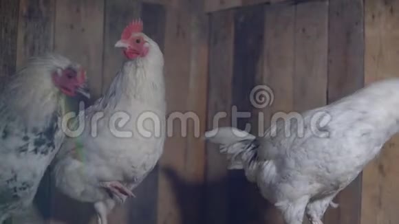 鸡舍里的雏鸡视频的预览图