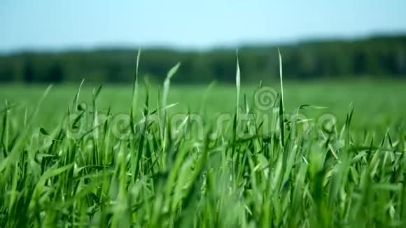 近景幼嫩的绿色麦秆对森林视频的预览图