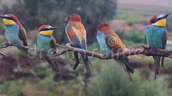 一群奇异的鸟坐在树枝上然后朝不同的方向飞行视频的预览图