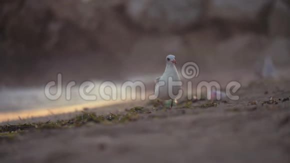 海鸥在海滩上散步寻找食物视频的预览图