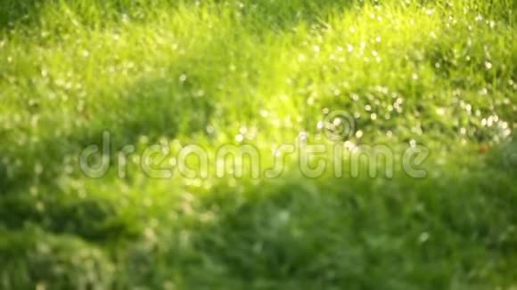 美丽的低野草长而大的散焦镜头绿色的植物随风吹动田野深处春天的草甸视频的预览图
