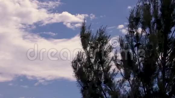 松树在风中摇曳视频的预览图