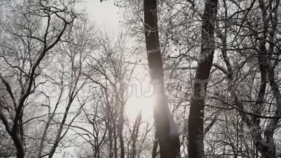 冬天美丽的雪顶视频的预览图