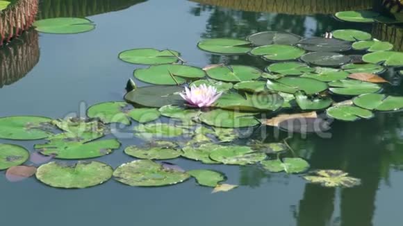 池塘水面上粉红盛开的莲花湖上美丽的睡莲花视频的预览图