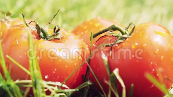 在红西红柿上洒水慢镜头视频的预览图