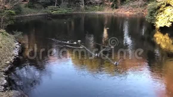 鸭子在池塘里向前冲视频的预览图