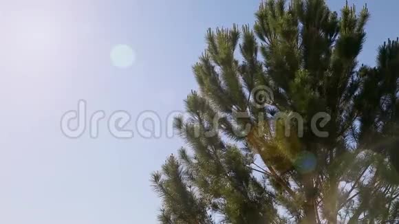 松树在风中摇曳视频的预览图