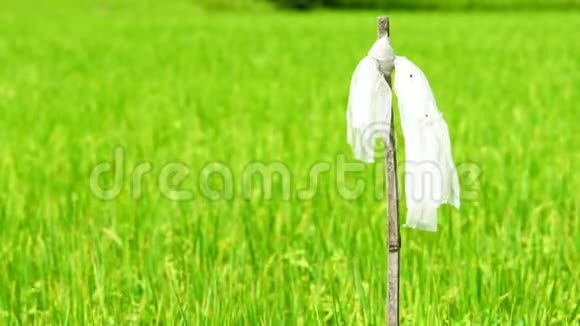 风慢吹塑料袋上干竹竿追鸟稻田稻草人稻田和水稻视频的预览图