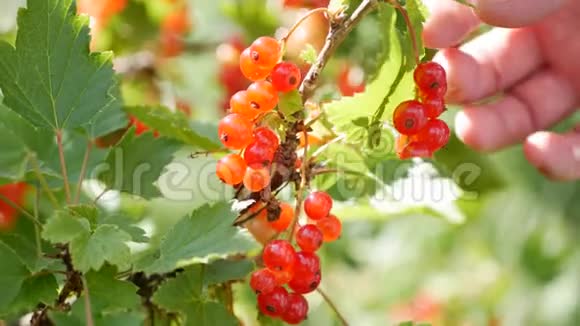 夏园灌木丛中的红色醋栗果实采摘季节视频的预览图