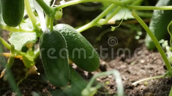 一个农民的贴身女手在温室里挑选和收集成熟的黄瓜视频的预览图