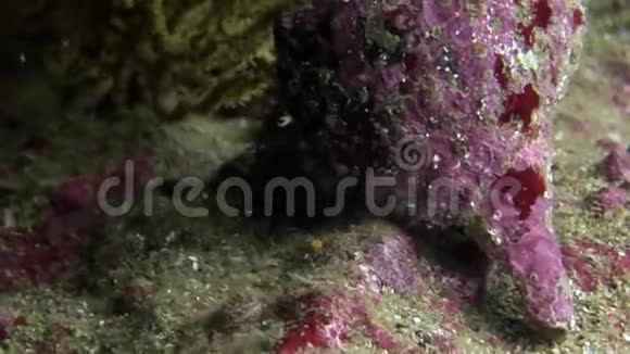 隐蟹在加拉帕戈斯的海底拖着自己的甲壳视频的预览图
