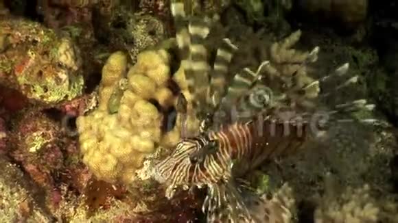 赤海纯透明水中的鱼视频的预览图