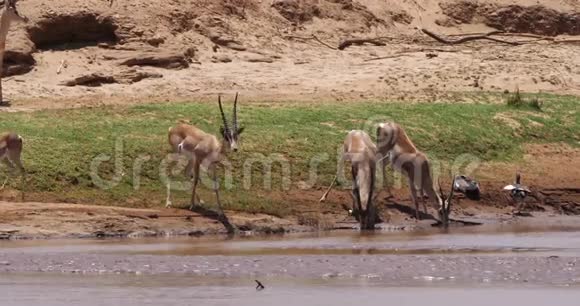 赠款瞪羚格拉蒂羚肯尼亚桑布鲁公园河组饮用水视频的预览图