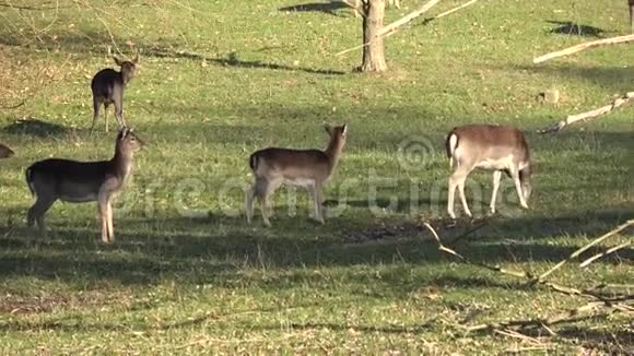 鹿在森林里环顾四周慢动作视频的预览图