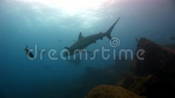 在加拉帕戈斯的海底背景下曼塔射线在水下爬行鱼类和鲨鱼视频的预览图