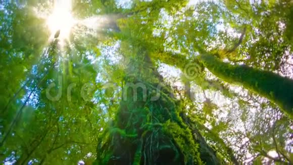 潮湿的热带森林里的树木长满了苔藓视频的预览图