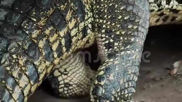 鳄鱼行走的腿和沉重的尾巴视频的预览图