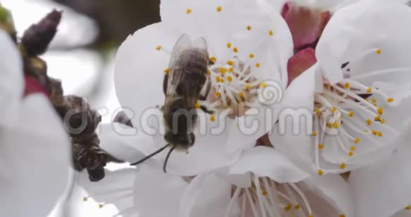 一只蜜蜂给樱花授粉的惊人镜头视频的预览图