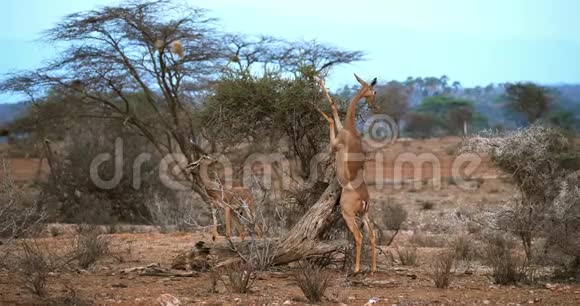 盖瑞努克或瓦勒瞪羚小羚羊雌性站在后腿上吃阿卡西亚的叶子肯尼亚的桑布鲁公园雷视频的预览图