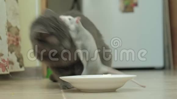 灰猫从盘子里吃东西一只老鼠跳到盘子上一只啮齿动物一只宠物视频的预览图