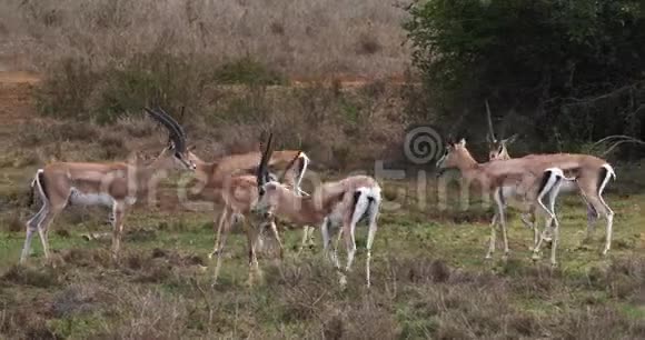 格兰特瞪羚格兰蒂瞪羚肯尼亚内罗毕公园群视频的预览图