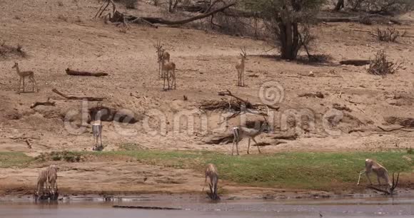 赠款瞪羚格拉蒂羚肯尼亚桑布鲁公园河组饮用水视频的预览图