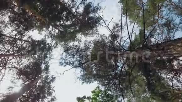 镜头转向天空在森林中向前移动在松树和橡树的框架顶端阳光灿烂视频的预览图