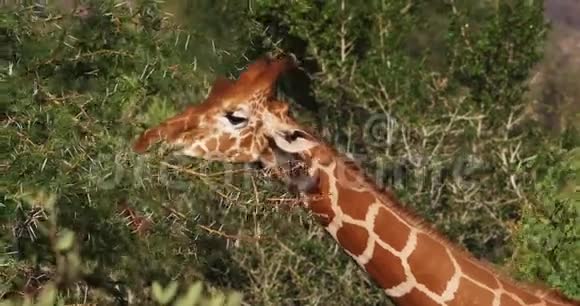长颈鹿长颈鹿成年食叶肯尼亚桑布鲁公园长颈鹿长颈鹿c视频的预览图