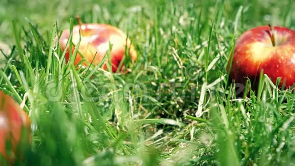 红苹果落在草地上慢镜头视频的预览图