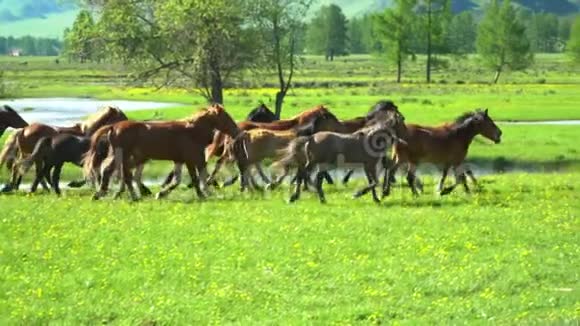 马在河上跑过田野山区视频的预览图