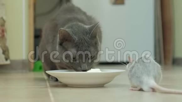 灰猫从盘子里吃东西一只老鼠跳到盘子上一只啮齿动物一只宠物视频的预览图