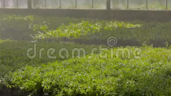 温室中植物的自动浇水现代温室中的灌溉系统的运作视频的预览图