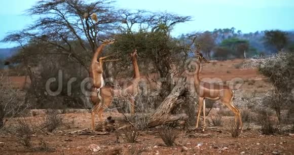 盖瑞努克或瓦勒瞪羚小羚羊雌性站在后腿上吃阿卡西亚的叶子肯尼亚的桑布鲁公园雷视频的预览图