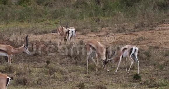 格兰特瞪羚瞪羚雄羚肯尼亚内罗毕公园视频的预览图