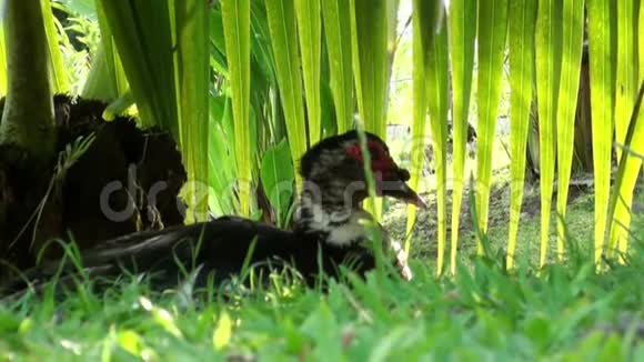 热带雨林中的一种外来鸟类视频的预览图