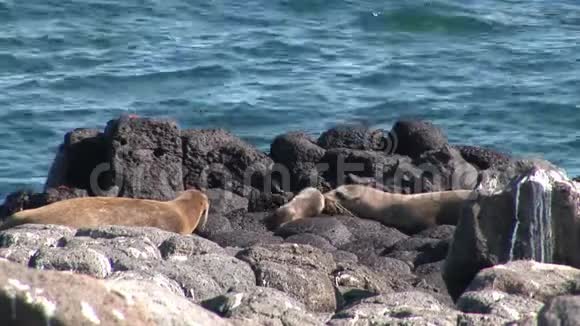 海豹家族和一个小的新生婴儿在加拉帕戈斯海滩放松视频的预览图