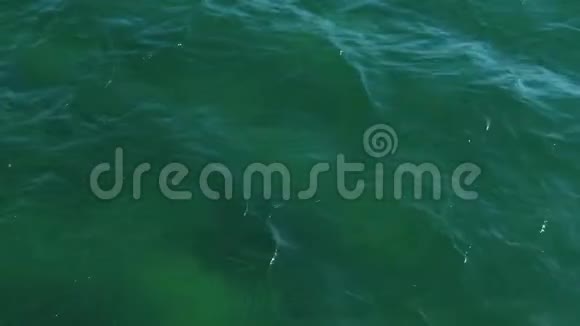 绿色清澈见水波浪很小视频的预览图