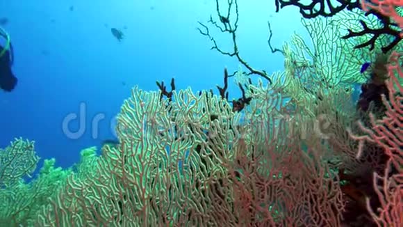 在红海的水域潜水埃及视频的预览图