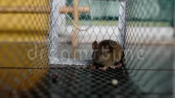 一只老鼠在金属陷阱里吃东西视频的预览图