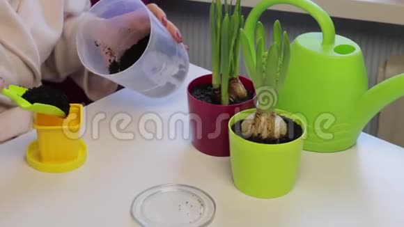 在花盆里种迷迭香视频的预览图