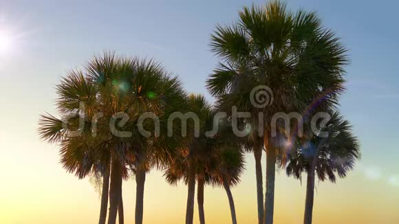 日落时的棕榈树视频的预览图