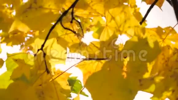 秋天黄枫叶的枝条随风飘动视频的预览图