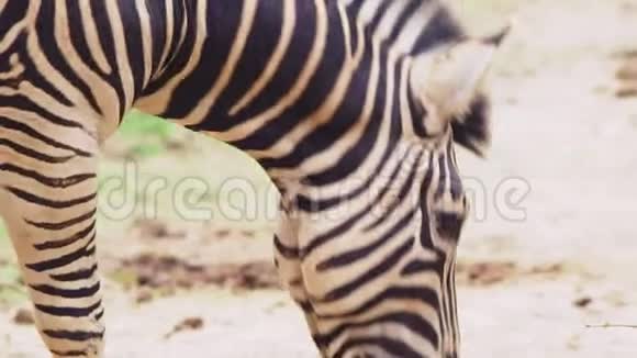 特写镜头斑马在露天动物园露天笼子里视频的预览图