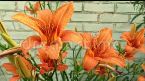 大片美丽的橙色花朵随风摇曳视频的预览图