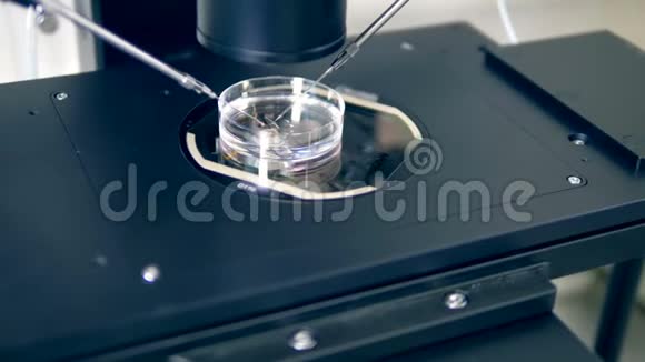放置在显微镜上的物体的正面视图S面板和仪器S眼视频的预览图